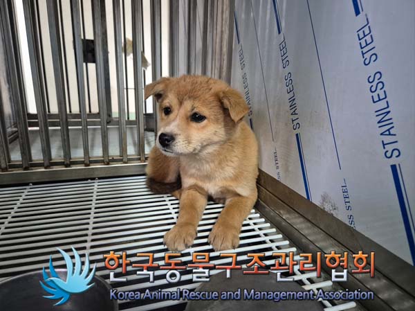한국동물구조관리협회_441409202500030